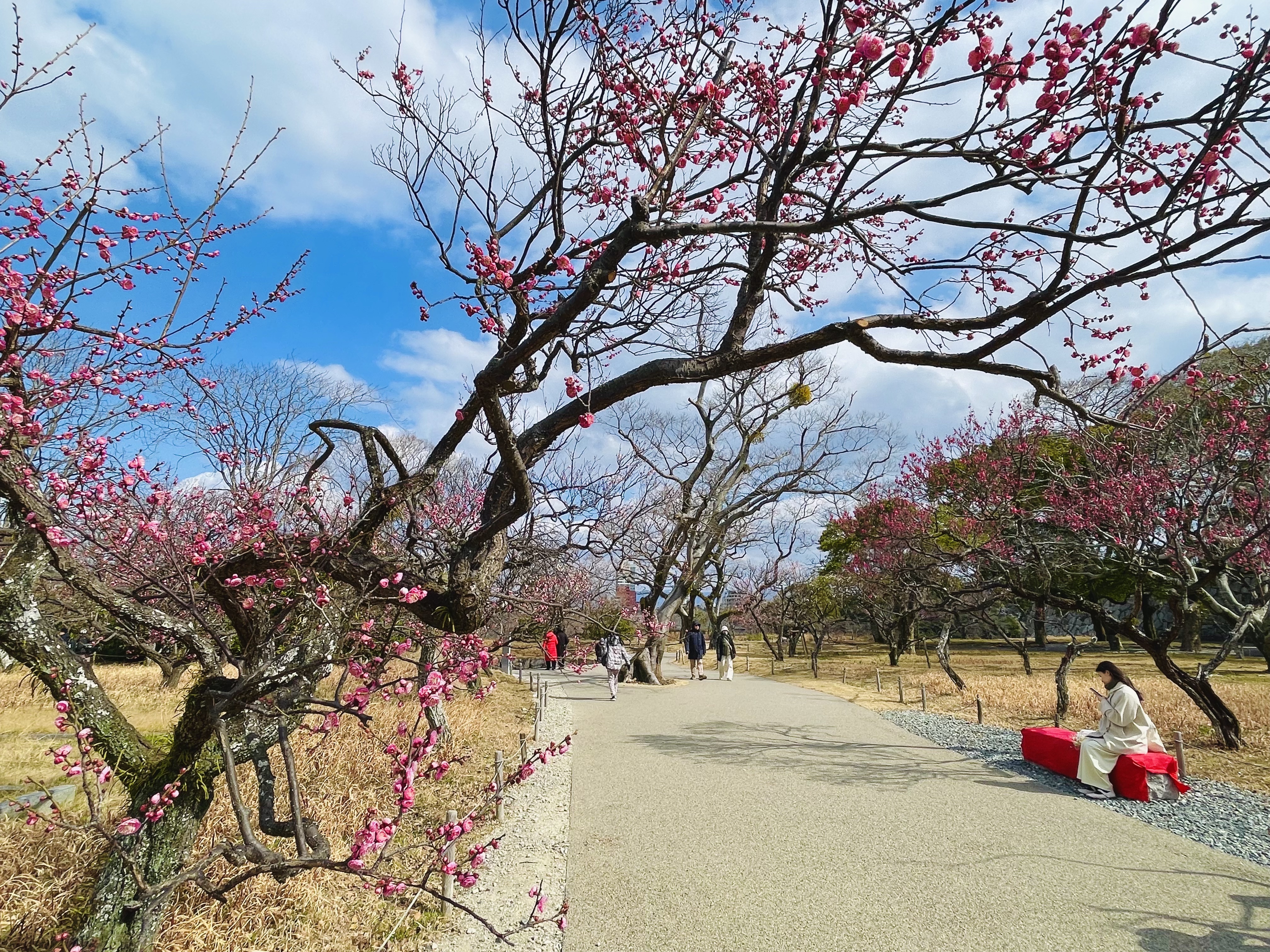 福岡賞梅花指南｜太宰府天滿宮與舞鶴公園的梅花季重點整理