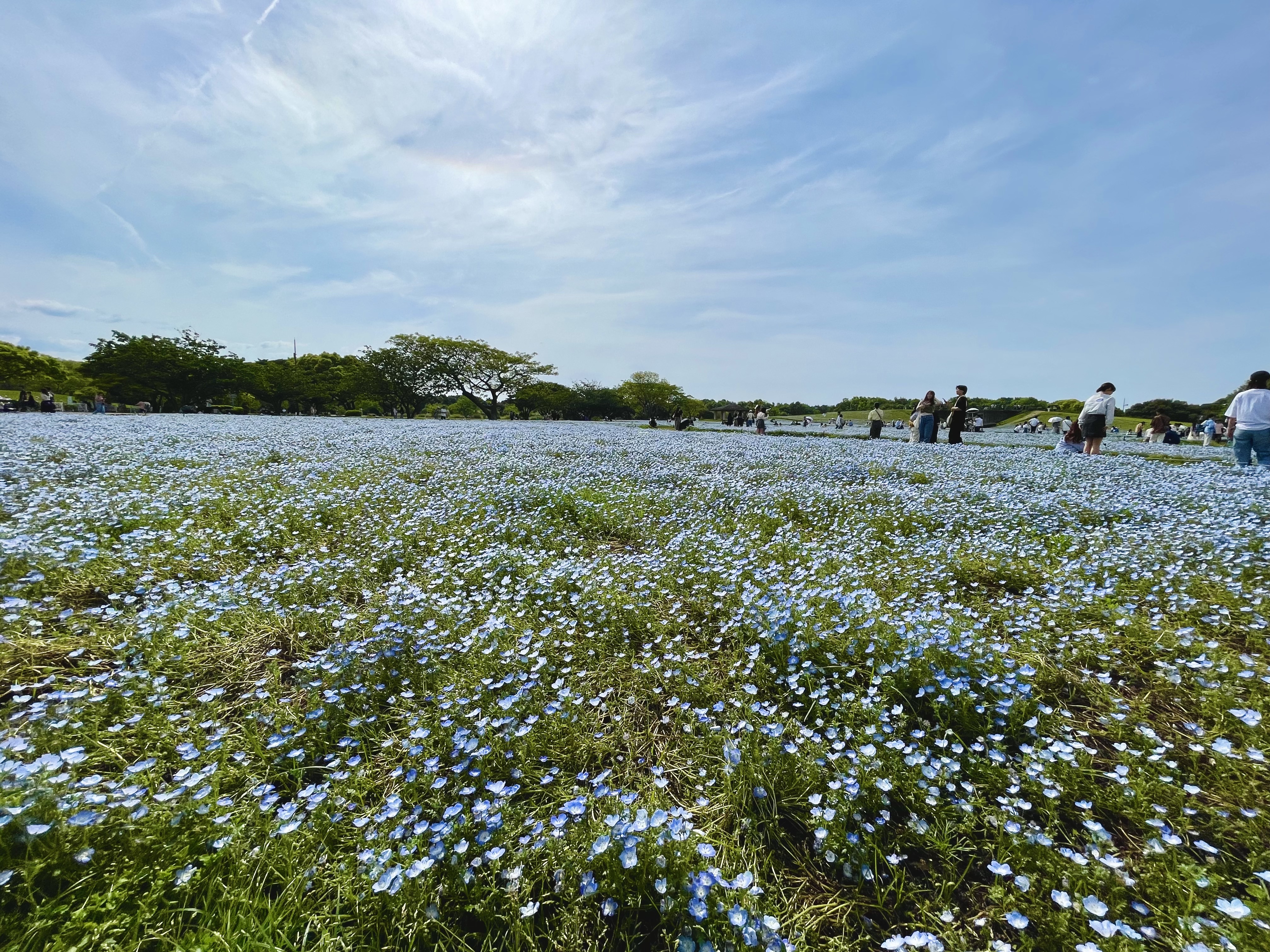 海之中道海濱公園丨粉蝶花地毯