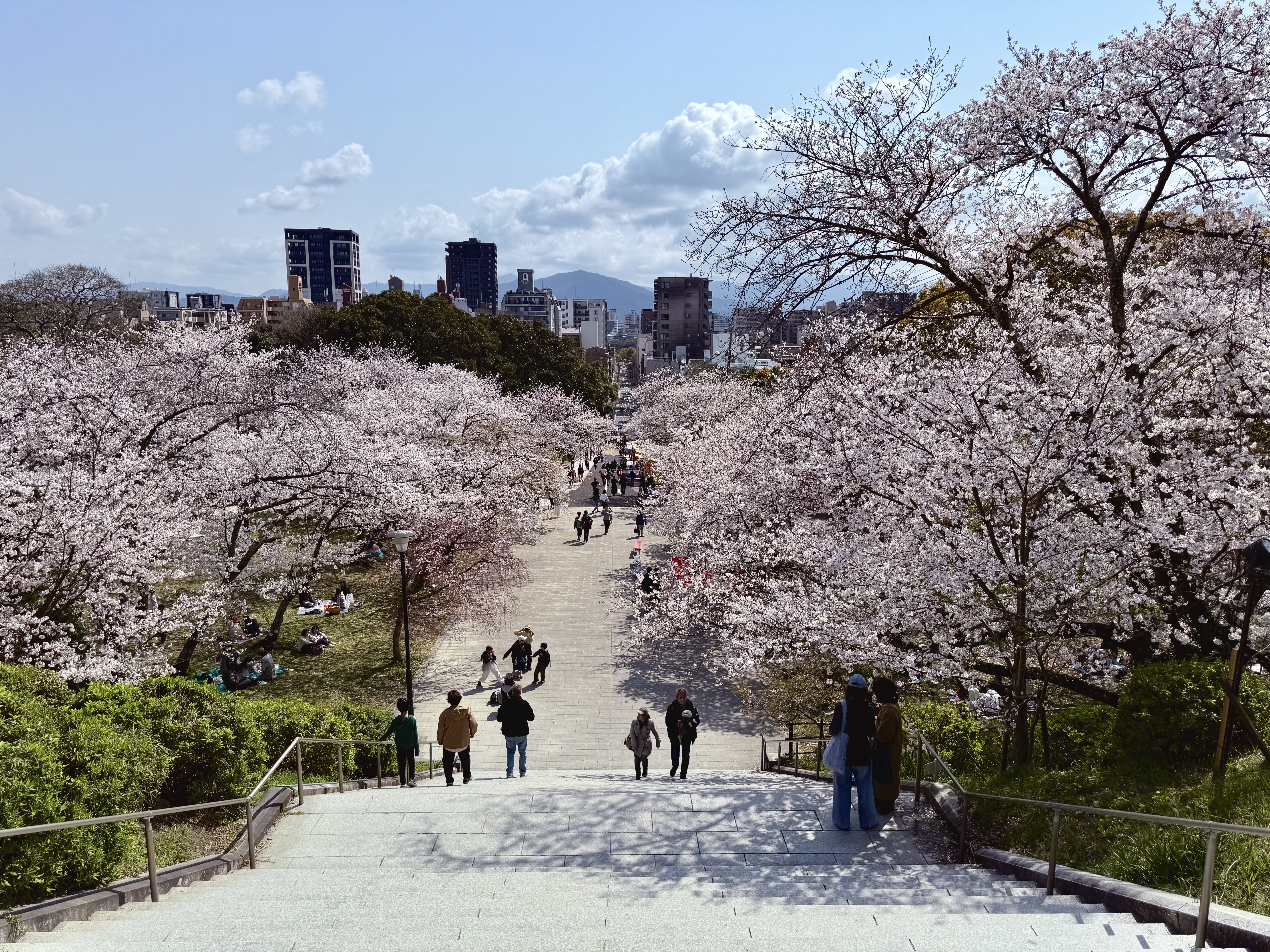 福岡賞花全攻略:花期、景點、交通懶人包,一年四季花海不間斷!