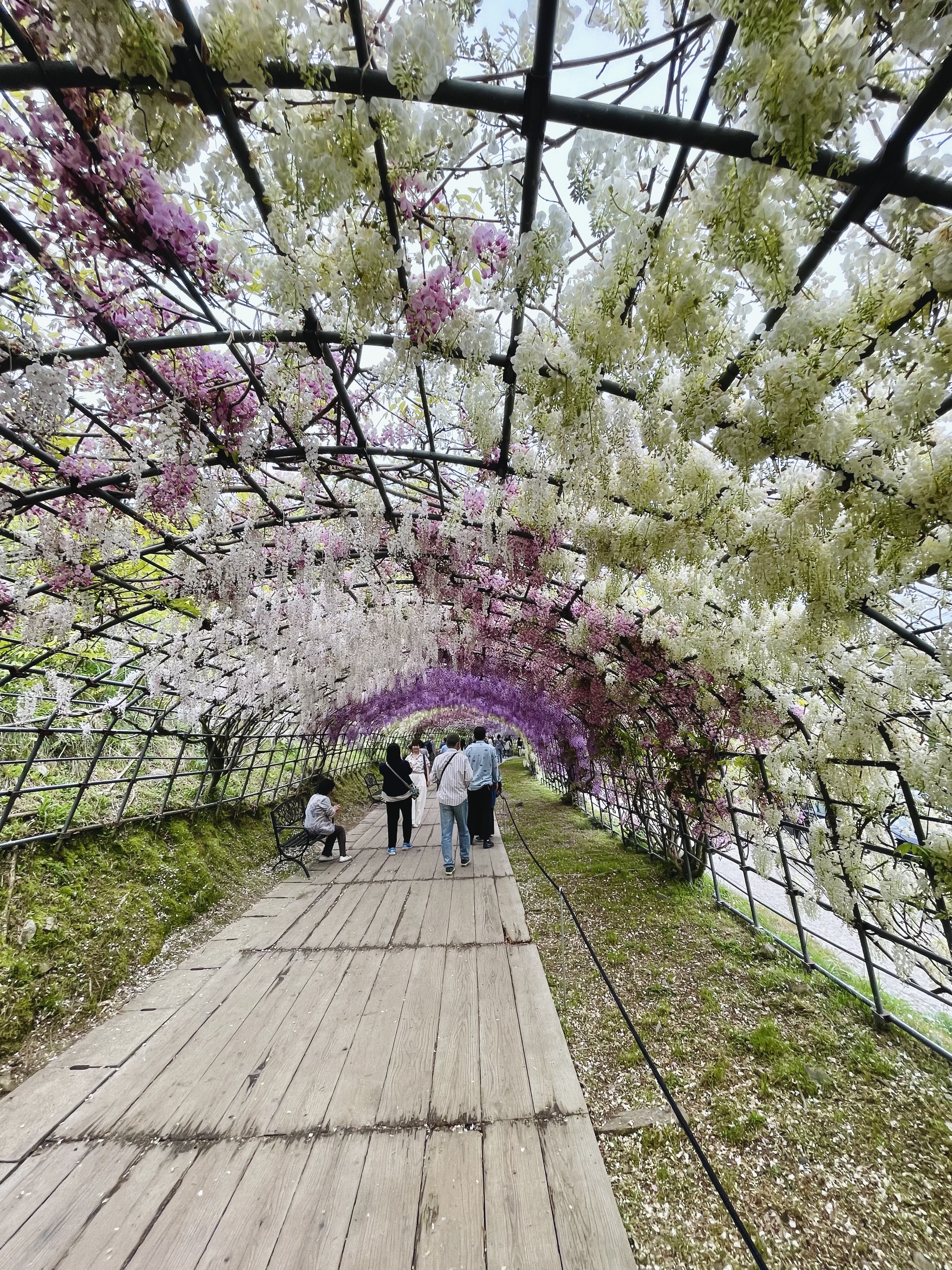 福岡賞紫藤指南|四大紫藤名所一次看,最佳花期、規模與體驗全解析